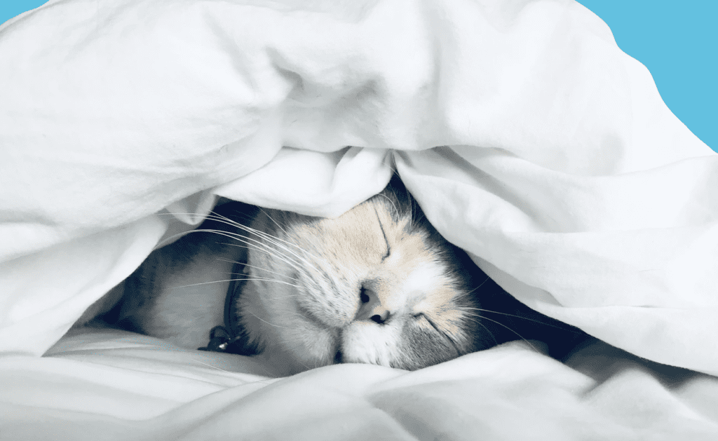 You Snooze, You Lose How Not To Let Your Dream Job Pass You By