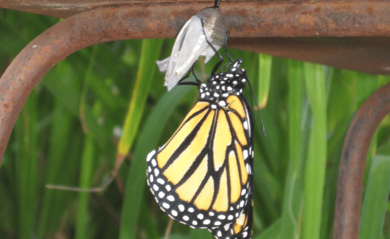 RIP IQ and EQ The new VIP is CQ