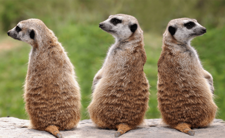 Recruitment Agencies Good, Bad (And Ugly)