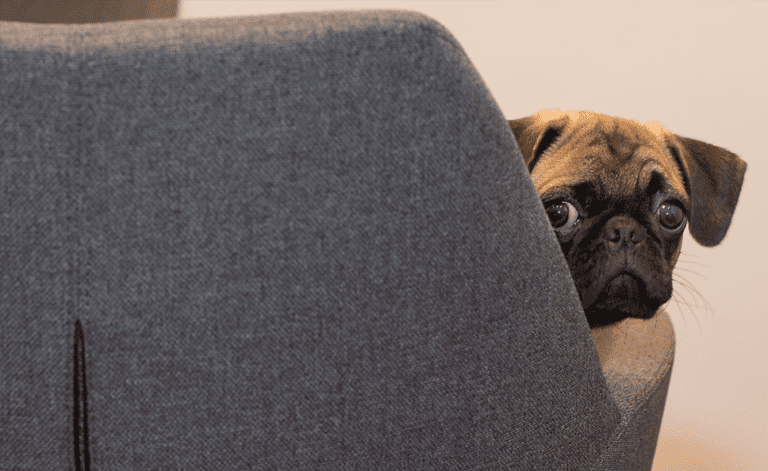 Why Curiosity is a Career Superpower